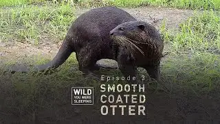 Smooth-Coated Otter | Wild You Were Sleeping | FULL EPISODE | THT Films