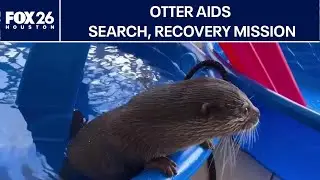 Trained otter helping in search for missing Florida woman