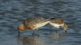 Red Knot, High Island (Texas) 14 April 2010