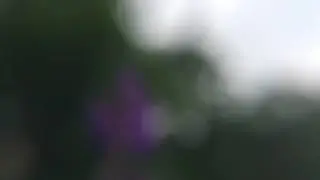 Macro Slow Motion Honey Bee