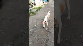 rescued aspin, mama dog...
