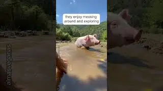 Pigs are very funny animals 🐽😍 #pigs #pig #happypig #happyanimals