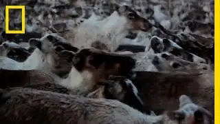 Walking with Reindeer | National Geographic