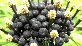 Osmoxylon lineare: A rare exotic plant