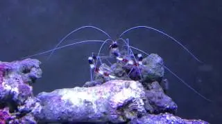 Coral banded shrimp eating a bristle worm.