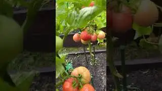 Томаты #помидоры #СадДача
