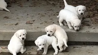 Yellow Lab Puppies 5 Weeks Old!