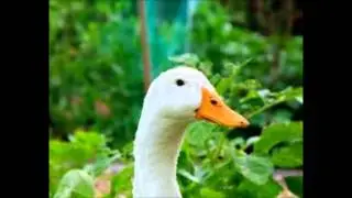 Seductive Ducks