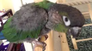 Green cheek Conure talking saying pretty bird 1