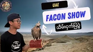 ဒူဘိုင်းမြို့ရဲ့ နံမည်ကြီး သိမ်းငှက်ပြပွဲ | UAE Falconry Experience with a Falcon Show
