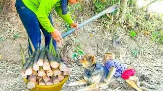 Bella Carrying Bamboo Shoot Back Home, Schuten Carry SokYaa Back Also