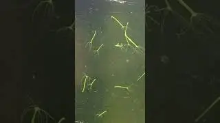 Hidra Inmortal ~ Hydra viridis