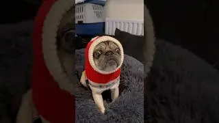 Dog meets BLUEBERRIES! 🤣 #pugs #dogs #pets