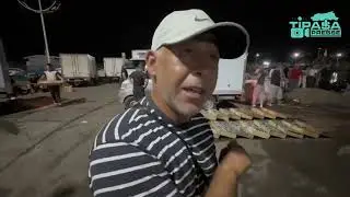 موسم السردين من تيبازة
