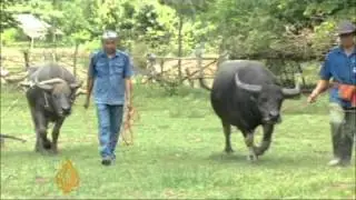 Thais reap benefits of buffaloes