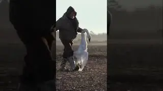 Swan Hunt Goes Wrong! Fight Breaks Out in the Tall Grass! #shorts