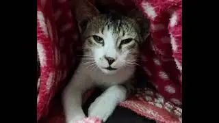 Meoww and Purr kitty - Cat Sound ON