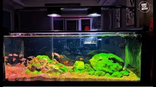 Incredible of Aquarium Setup: Betta Fish, Goldfish, Tropical and Koi Fish Care Tips #151