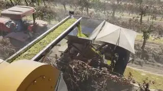 Raisin harvesting