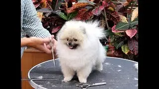 윤형석애견미용원 James' Dog grooming Salon Pome