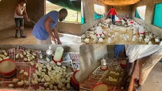 Mastering the First Week: Ultimate Guide to Broiler Chick Care for Low Mortality Rates