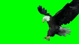 🦅 STRONG EAGLE 🦅 MOTION 💯| #greenscreen effects - chroma key animations Footage VIDEO HD *1080*