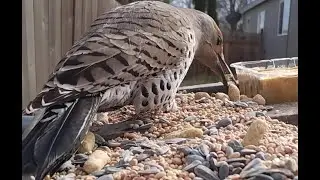Grandma Bird Cam:  Northern Flicker    #birds   #birdsounds   #birdlovers