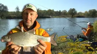 Pecanje na Toploj Mlavi fider tehnikom - bela riba - skobalj, bucov | Feeder fishing