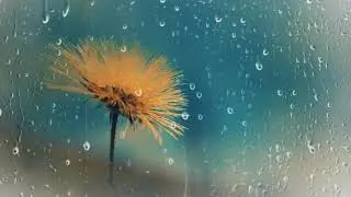 Dreamy Floral Rain | Ultimate Relaxation Video | Stock Footages | Background Video