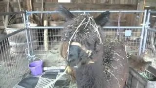 Humming Alpaca