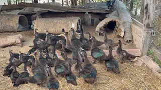 Relaxing with the ducklings and calves
