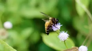 Saving the bees - how can we protect the pollinators that keep our world fertile