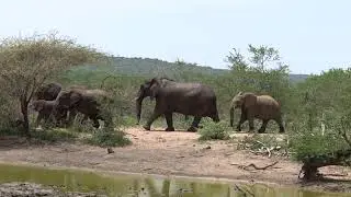 Elephants trumpeting as they walk past a watering hole