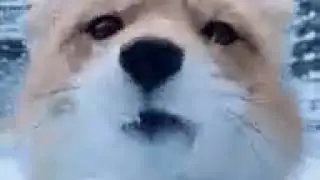 Gif on the fox 🐺