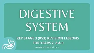 What makes up the Digestive System, structure & how it works  -  Biology Revision (Years 7, 8 & 9)