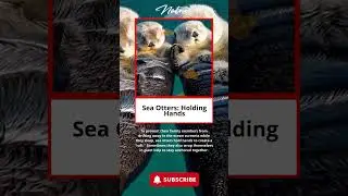 Sea Otters : Holding Hands #ottershorts #animals #sea #nature
