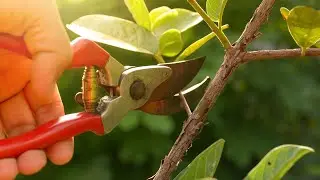 The Art of Spiraling: Shrubs and tree cutting