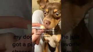 Dogs love cheese #dog #funny #pets