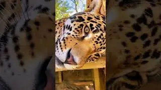 Jaguar Fur Coat Pattern! STUNNING!
