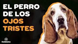 9 COSAS QUE DEBES SABER SOBRE EL BASSET HOUND