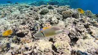 1.12 красный морской еж и пикассо