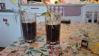 Jag och min pojkv&auml;n gjort drinkar I kv&auml;ll oss Peter