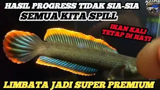 SPILL LIMBATA SUPER PREMIUM HASIL PROGRESS BERBULAN-BULAN!!