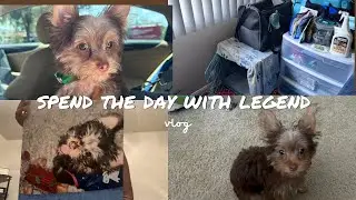 Dog Vlog: Legend gets his first hair cut| Morning Routine + More ☀️💈
