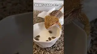 More Beardie eating ASMR!✨🪳 #shorts