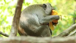 Oh, Mum Arya Like To eat Sweet Ripe mango Fruits, on Mar1,2023/VS.655.Amber
