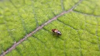 Conotelus