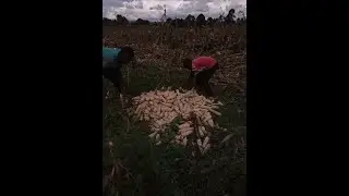 How to Handle maize in farm to avoid aflatoxin,post harvest for maize