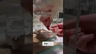 Ant Arena Build - Observation & Experiment Setup