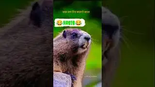 tag habib funny video